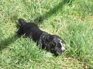 barbichon turquoise dans l'herbe