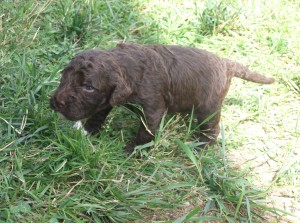 Barbichon marron fait ses premiers pas dehors!