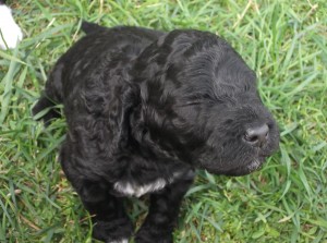 barbichon le nez dans le vent: Hmm! que ca sent bon le trèfle!