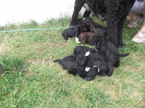 Barbichons: Pendant que maman se fait flatter, nous on peut faire les coquins!
