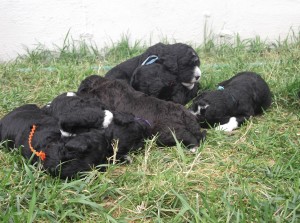 Barbichon gris bleu: c'est moi qui l'aie vu en 1er le trèfle à 4 feuilles!