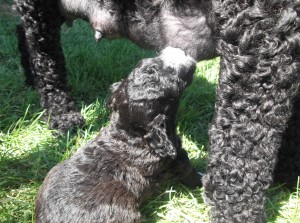 Barbet brun: une petite gorgée en passant...