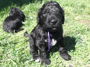 Barbet mauve: Bienvenue dans notre monde!