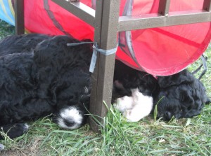 Barbets sous le tunnel