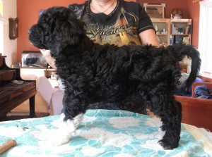 Barbet rose