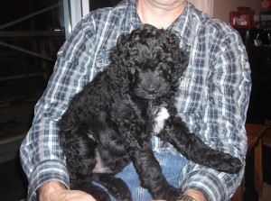 Barbet jaune